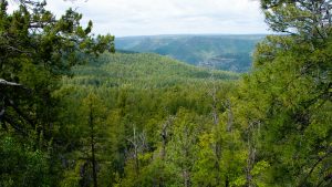 Coconino and Kaibab forests in northern Arizona lift fire restrictions