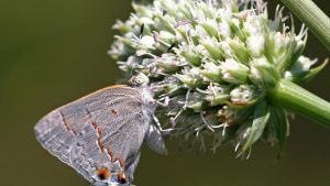 Rare Arizona wildflower protected under Endangered Species Act