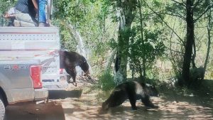 AZGFD helps release 3 black bears after rehab with Southwest Wildlife