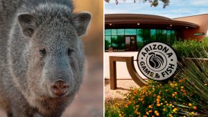 Reward offered after 2 javelinas killed by arrows in Cave Creek/Carefree area
