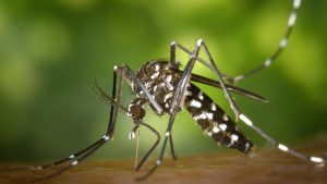 Maricopa County unveils mosquito bite and disease prevention website