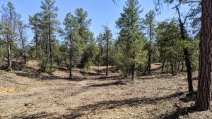 Tonto, Prescott national forests ease fire restrictions due to increased monsoon activity