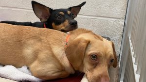 Arizona Humane Society rescues 31 chihuahuas from Tempe hoarder