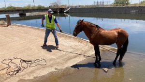 Salt River Project workers rescue horse from Arizona Canal in East Valley