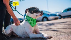 Maricopa County shelters at max capacity, in need of pet adoptions