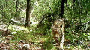 Famous Arizona wild jaguar spotted alive in Mexico 7 years after last sighting
