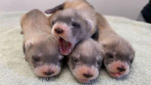 Endangered black-footed ferrets born at Phoenix Zoo's conservation center