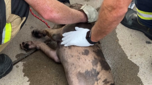 Firefighters save dog with 'Fido Bag' from apartment in Phoenix