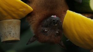 Bat found inside Grand Canyon National Park tests positive for rabies