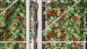 Vertical farm opens in Avondale to boost sustainable food production