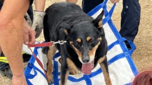 Firefighters rescue overheated dog from Scottsdale hiking trail