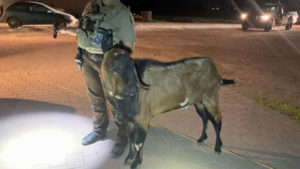 Criminal goat named Billy in custody, but not before he left mark on MCSO deputy