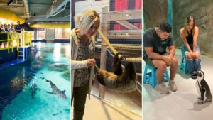 OdySea Aquarium resumes shark, sloth, penguin, stingray experiences