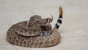 Rattlesnakes and toads get busy during Arizona's monsoon season