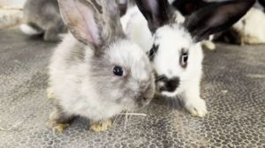 139 rabbits rescued in Glendale, in need of foster homes