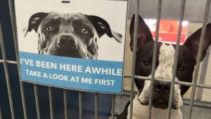 County animal shelter in Mesa to temporarily close over distemper fears
