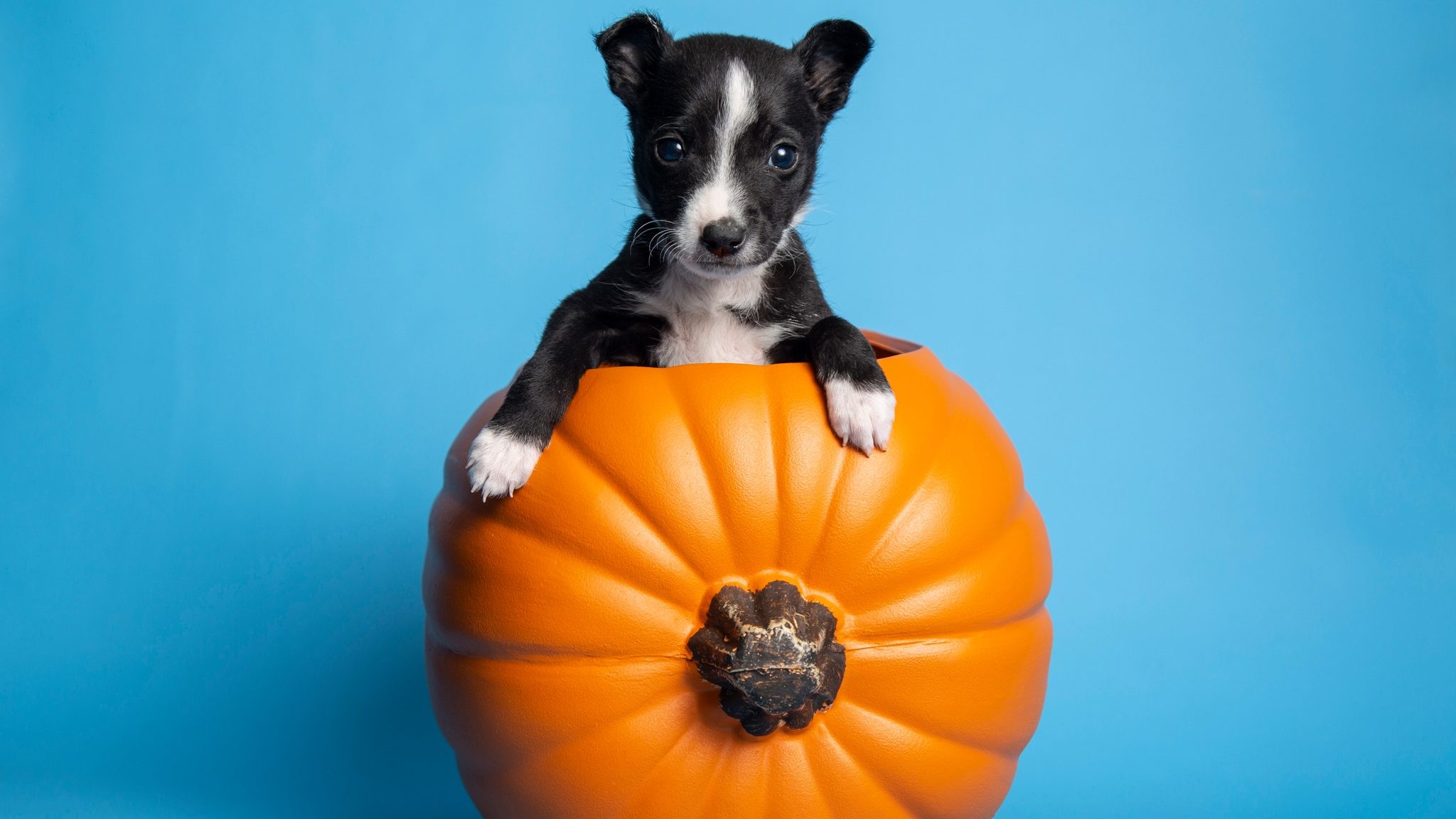 (Facebook Photo/Arizona Humane Society)...