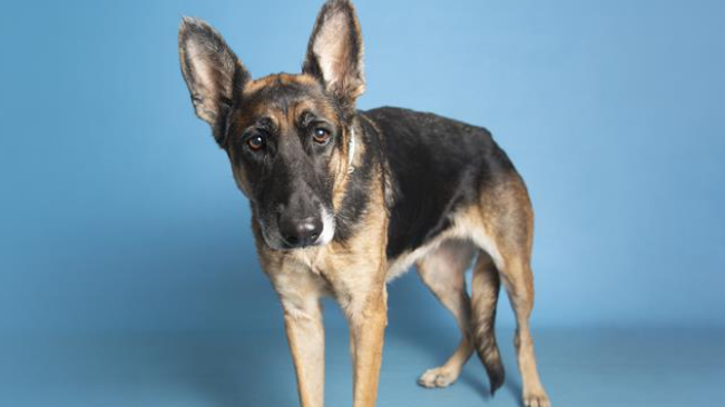 Elanor (Arizona Humane Society Photo)...