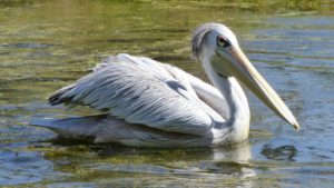 Bird flu kills 14 pelicans at Phoenix Zoo, forces exhibit closures