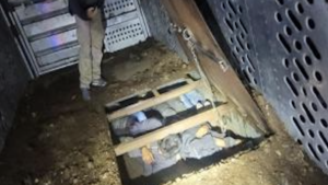 4 arrested after 9 migrants found in cattle trailer near Nogales