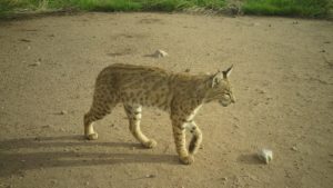 Conservation groups team up to study border wall's effects on Arizona wildlife corridor