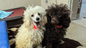 86-year-old woman, multiple dogs dead in Phoenix house fire