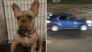 Glendale police seeks public's help in theft of $4,000 French bulldog