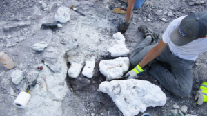 Triassic reptile discovered at Arizona's Petrified Forest named after former park superintendent
