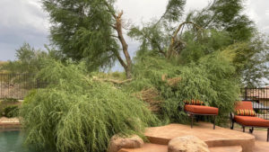 Metro Phoenix cleaning up after high winds uproot trees, knock out power