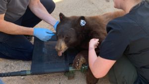 Scottsdale-based Southwest Wildlife Conservation Center releases rescued bears into the wild