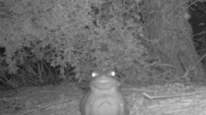 National Park Service warns visitors to stop licking toad native to Arizona