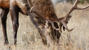 Arizona Game and Fish asks hunters to bring in harvested deer, elk heads to check for disease