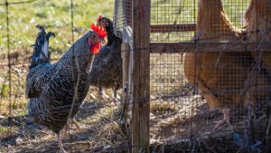 Chandler City Council considering expanding backyard chicken laws