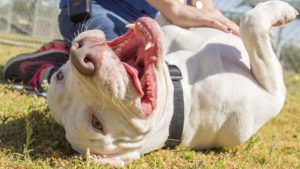 5 metro Phoenix animal shelters participating in 10-day reduced fee adoption event