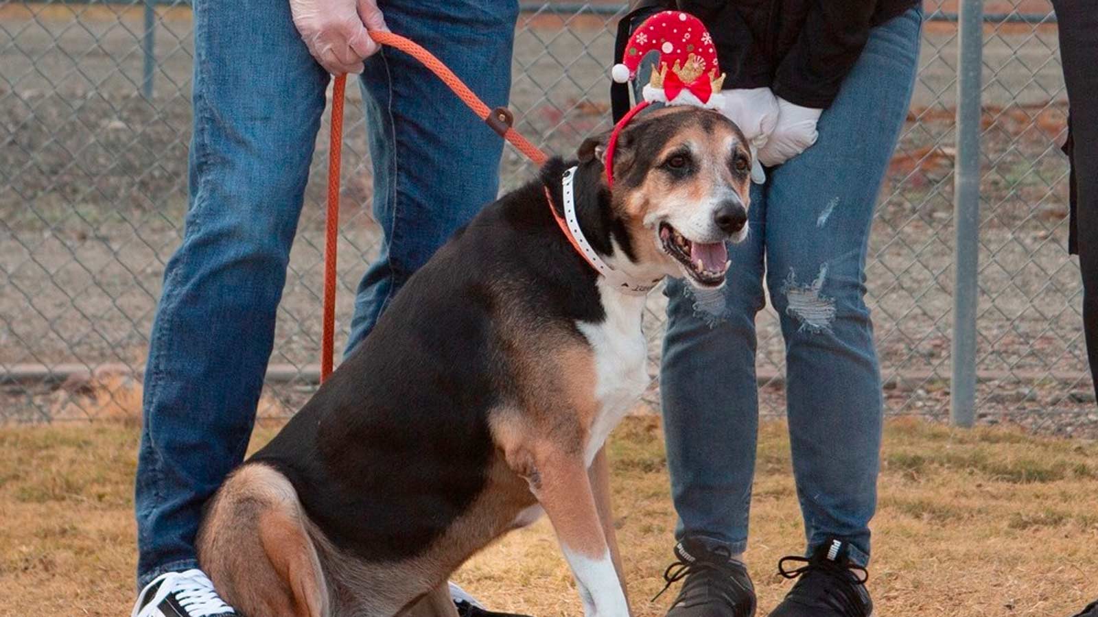 (Facebook Photo/Arizona Humane Society)...