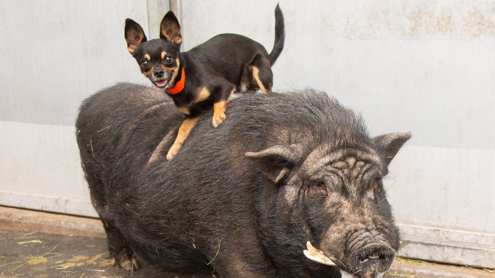 (Arizona Humane Society Photo)...