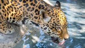Phoenix Zoo revitalizing facilities, building improved habitats for Arizona's big cats