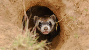 Arizona Game and Fish Department announces 10-year wildlife conservation strategic plan