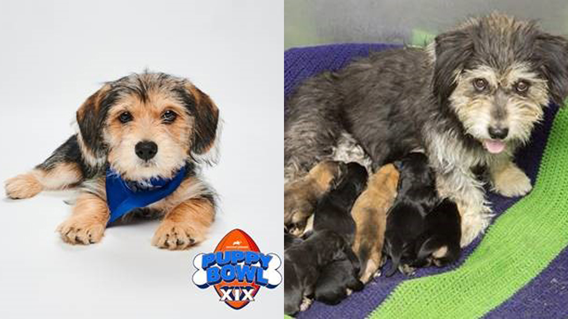 (Arizona Humane Society Photos)...