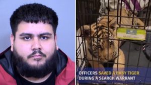 Man indicted for allegedly trying to sell tiger cub in Phoenix