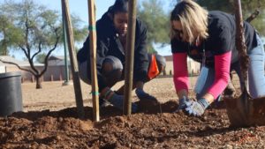 Cool idea: Mesa initiative sets goal of 1 million trees planted by 2050
