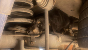 Puppy in Phoenix outsmarts aggressive dogs, finds hiding place in car axle