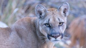 Mountain lion attacks man camping along Salt River in Gila County