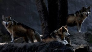 Mexican wolf conservation efforts hit milestone: 'We are seeing recovery occurring'