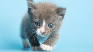 AHS offers half-price adoptions for all pets in Scottsdale through end of the week
