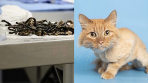 Arizona Humane Society removes more than a dozen hair ties from cat's stomach