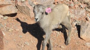 Phoenix Zoo welcomes bighorn lamb to Desert Lives Trail