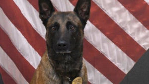 Police dog that escaped in West Valley attacked man while loose