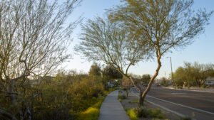 As heat-related deaths soar in Arizona, cities and other local activists launch tree-planting initiatives