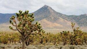 Phoenix springs past cool winter temps for first 100-degree day